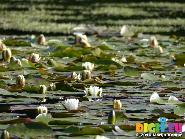 FZ029338 White water-lilies (Nymphaea alba) at Bosherston lily ponds